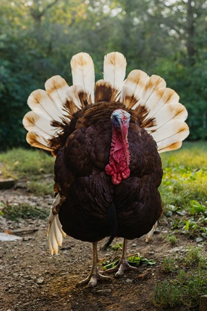 image of a turkey to symbolize coping with thanksgiving